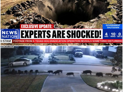 The Unseen Battle: Coyotes vs. Feral Hogs in Texas