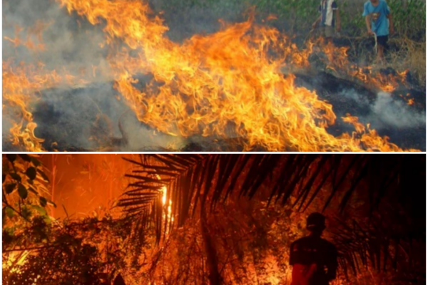 Indonesia and Malaysia Battle Toxic Wildfire Haze: A Regional Crisis