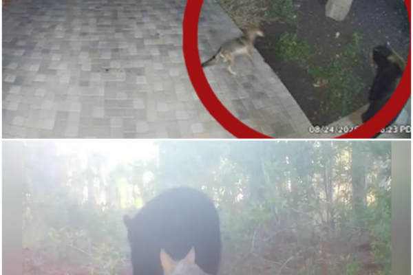 The Unlikely Encounter: A Bear and Two Coyotes in Tarzana