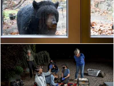 Bear Encounter in North Asheville: A Close Call for Pets and Homeowners
