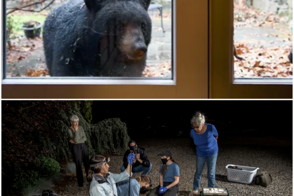 Bear Encounter in North Asheville: A Close Call for Pets and Homeowners