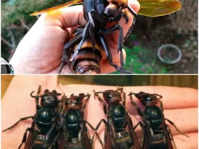 The Terrifying Power of the Giant Hornet: A de@dly Encounter