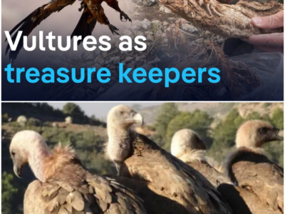 Vultures and Their Unlikely Role in Cultural Preservation