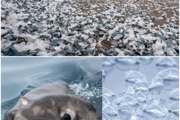 El Niño Conditions Bringing Unusual Sea Creatures to SoCal Coast