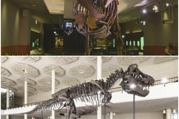 Historic Discovery: The First Confirmed Adult T. Rex Trackway
