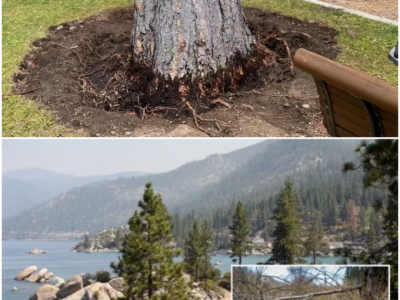 $147,000 Reward Offered for Vandalism at Lake Tahoe Beach